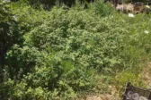 Πάτρα: Ακαθάριστα οικόπεδα στην Αγυιά – Καταγγελία κατοίκου για πυρκαγιές και τρωκτικά ΦΩΤΟ