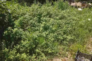 Πάτρα: Ακαθάριστα οικόπεδα στην Αγυιά – Καταγγελία κατοίκου για πυρκαγιές και τρωκτικά ΦΩΤΟ