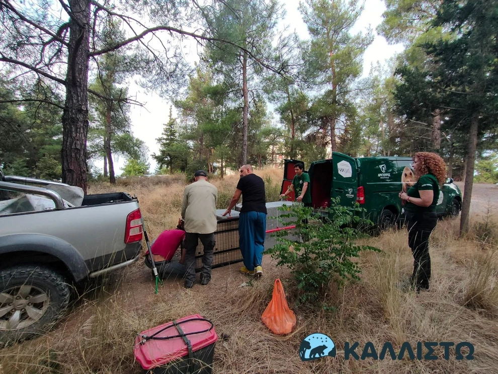 Θεσσαλονίκη: Πιάστηκε η τρίποδη λύκαινα που είχε επιτεθεί σε 4χρονη – Βρέθηκε υποσιτισμένη και τραυματισμένη ΦΩΤΟ Θεσσαλονίκη: Πιάστηκε η τρίποδη λύκαινα που είχε επιτεθεί σε 4χρονη – Βρέθηκε υποσιτισμένη και τραυματισμένη ΦΩΤΟ