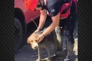 Ηλεία: Πυροσβέστες έσωσαν σκύλο που εγκλωβίστηκε σε λασπώδη νησίδα στο Φράγμα Πηνειού