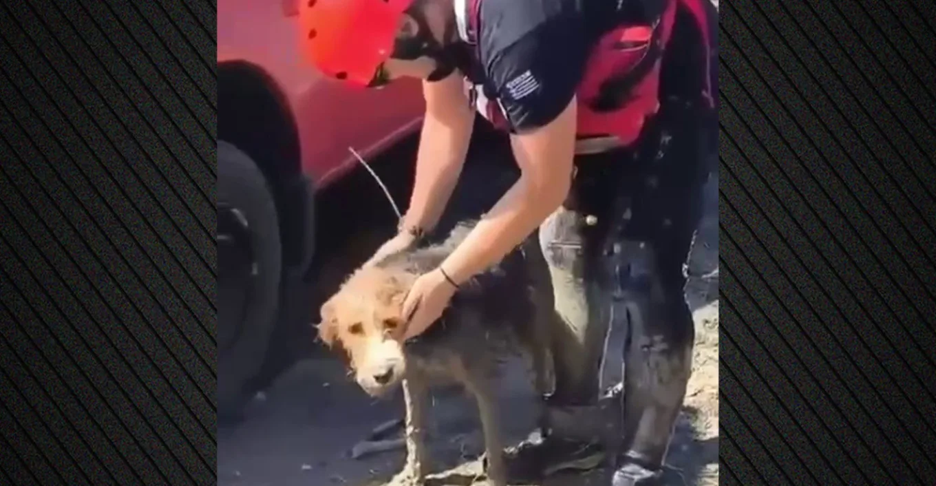 Διάσωση σκύλου από πυροσβέστες σε λασπωμένη νησίδα του Φράγματος Πηνειού στην Ηλεία
