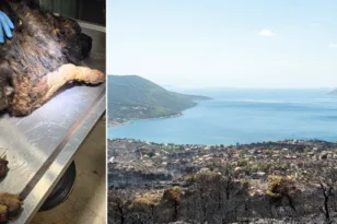 Σκύλος με σοβαρά εγκαύματα επέστρεψε μόνος στο σπίτι που τον φρόντιζαν μία εβδομάδα μετά τη φωτιά στο Πόρτο Γερμενό
