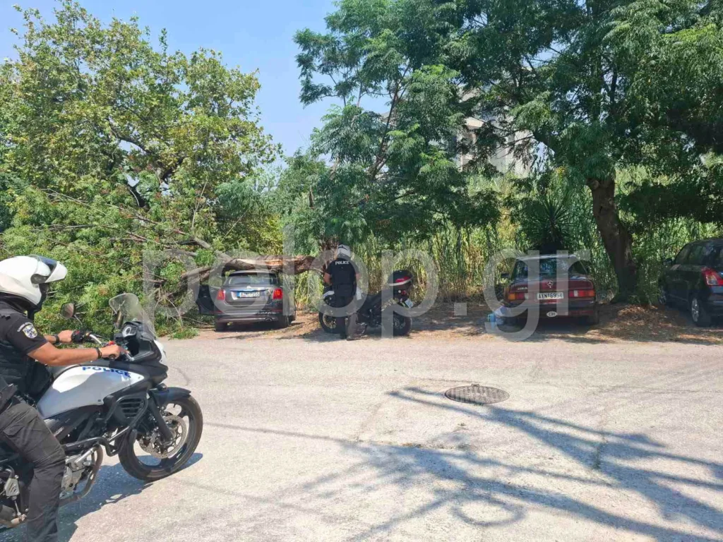 Πάτρα: Δέντρο έπεσε πάνω σε αυτοκίνητο με γυναίκα και παιδί - Παραλίγο τραγωδία στην Αγυιά ΒΙΝΤΕΟ Πάτρα: Δέντρο έπεσε πάνω σε αυτοκίνητο με γυναίκα και παιδί - Παραλίγο τραγωδία στην Αγυιά ΒΙΝΤΕΟ