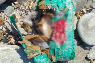 Εντοπίστηκαν 2,3 κιλά πιθανής κοκαΐνης στην Άνδρο
