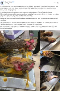 Σκύλος με σοβαρά εγκαύματα επέστρεψε μόνος στο σπίτι που τον φρόντιζαν μία εβδομάδα μετά τη φωτιά στο Πόρτο Γερμενό Σκύλος με σοβαρά εγκαύματα επέστρεψε μόνος στο σπίτι που τον φρόντιζαν μία εβδομάδα μετά τη φωτιά στο Πόρτο Γερμενό