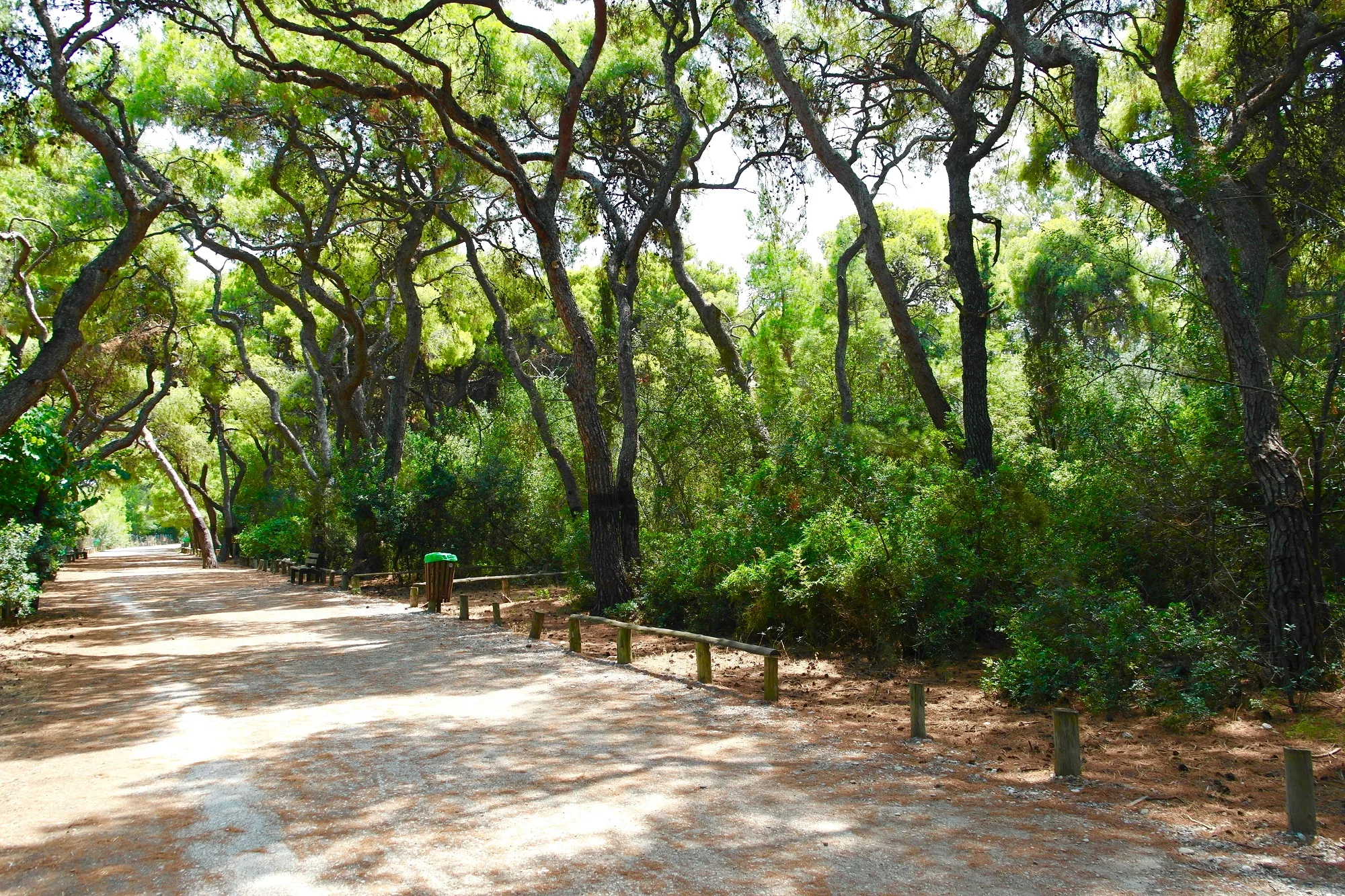 6 παραλίες με φυσική σκιά στην Πελοπόννησο Σκιερό μονοπάτι μέσα στο παραθαλάσσιο πευκοδάσος του Πευκιά στο Ξυλόκαστρο