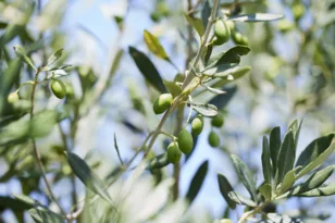 Το παλιό ελαιοτριβείο της Ελίκης ετοιμάζεται να αλλάξει – Τι ετοιμάζει ο Δήμος Αιγιαλείας