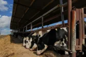 104 κτηνοτρόφοι και 20.000 ζώα: Ανοίγει η πλατφόρμα αποζημιώσεων – Πότε έρχονται τα χρήματα