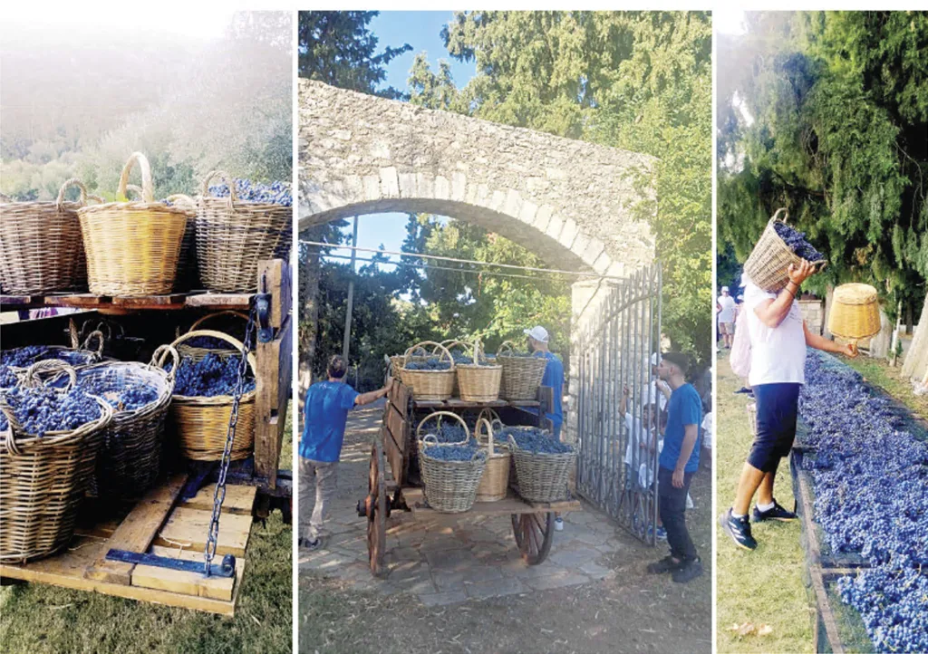 Μετά τη φωτιά, ξανά στον αμπελώνα: Η Achaia Clauss έστειλε μήνυμα αντοχής, μνήμης και αναγέννησης