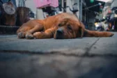 Σύλληψη στην Κλειτορία: Πυροβόλησε και σκότωσε αδέσποτο σκύλο