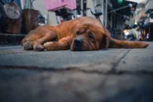 Σύλληψη στην Κλειτορία: Πυροβόλησε και σκότωσε αδέσποτο σκύλο