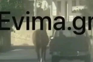 Εύβοια: Έδεσε τραυματισμένο άλογο στην καρότσα αγροτικού και το έσερνε στον δρόμο