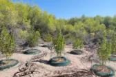 Ηλεία: Τον έπιασαν μέσα στη φυτεία κάνναβης – Πάνω από 12.000 ευρώ το προσδοκώμενο όφελος