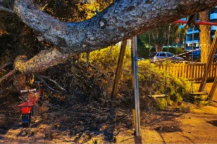 Καλαμαριά: Εισαγγελική έρευνα για την πτώση δέντρου σε παιδική χαρά – Τι ελέγχεται