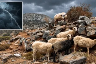 Πρωτοφανής κακοκαιρία στην Ήπειρο: Κεραυνός αφάνισε κοπάδι με 88 πρόβατα και ανεμοστρόβιλος διέλυσε μάντρα