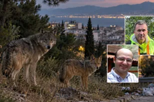 Άγρια πανίδα σε αστικό φόντο – Τι λένε στην «Π» ειδικοί για τις εμφανίσεις άγριων ζώων