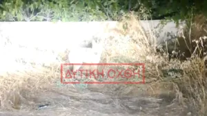 Φυλή: Ένας λύκος έφτασε μέχρι δίπλα σε παιδική χαρά Φυλή: Ένας λύκος έφτασε μέχρι δίπλα σε παιδική χαρά