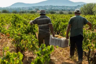 Τρύγος στην Αχαΐα: Εκεί όπου το φθινόπωρο έχει άρωμα κρασιού