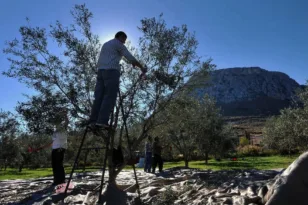 «Κάτω από 5 ευρώ, δεν θα μαζέψουν»: Προβληματισμός για τη φετινή σοδειά του ελαιοκάρπου