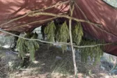 Ερύμανθος: Φυτεία με 330 δενδρύλλια κάνναβης – 50 κιλά ήδη στην αποξήρανση