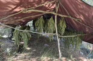 Ερύμανθος: Φυτεία με 330 δενδρύλλια κάνναβης – 50 κιλά ήδη στην αποξήρανση