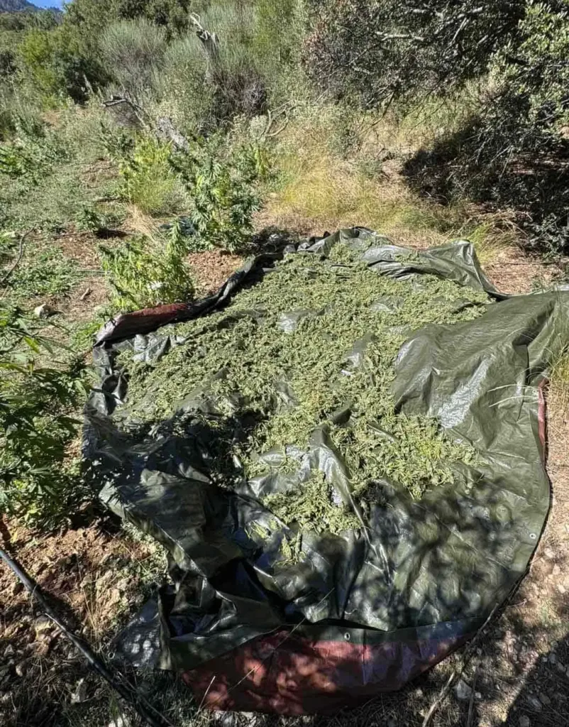 Ερύμανθος: Φυτεία με 330 δενδρύλλια κάνναβης – 50 κιλά ήδη στην αποξήρανση Ερύμανθος: Φυτεία με 330 δενδρύλλια κάνναβης – 50 κιλά ήδη στην αποξήρανση