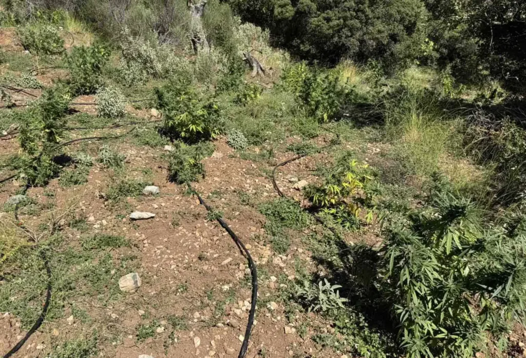 Ερύμανθος: Φυτεία με 330 δενδρύλλια κάνναβης – 50 κιλά ήδη στην αποξήρανση Ερύμανθος: Φυτεία με 330 δενδρύλλια κάνναβης – 50 κιλά ήδη στην αποξήρανση
