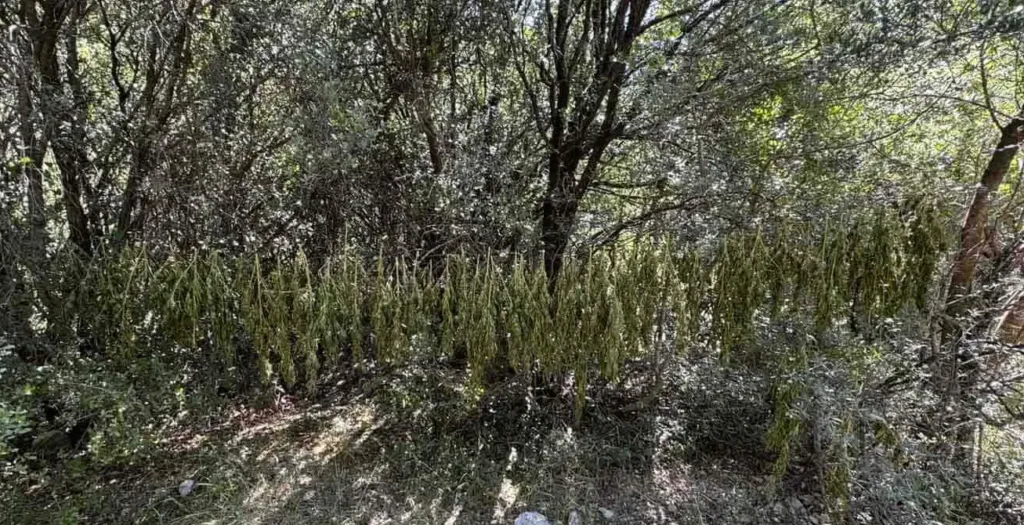 Ερύμανθος: Φυτεία με 330 δενδρύλλια κάνναβης – 50 κιλά ήδη στην αποξήρανση Ερύμανθος: Φυτεία με 330 δενδρύλλια κάνναβης – 50 κιλά ήδη στην αποξήρανση