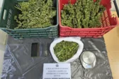 Ηλεία: Στη φυλακή πατέρας και γιος για τη φυτεία με τα 310 δενδρύλλια κάνναβης