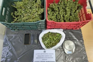 Ηλεία: Στη φυλακή πατέρας και γιος για τη φυτεία με τα 310 δενδρύλλια κάνναβης