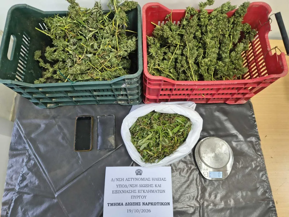 Φυτεία κάνναβης στη Ηλεία: Πατέρας και γιος πίσω από τα κάγκελα για 310 δενδρύλλια