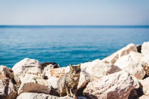 Από το Λονδίνο για τις αδέσποτες γάτες της Πάτρας