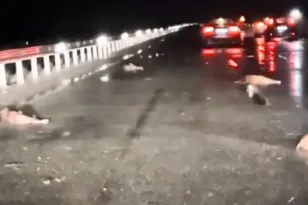 Κοπάδι αγριογούρουνων συγκρούστηκε με αυτοκίνητο στην Εθνική Οδό Λάρισας – Τρικάλων,