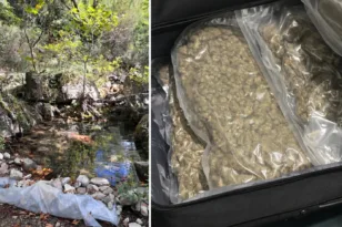 Μεσσηνία: Φυτεία με 126 δενδρύλλια κάνναβης τροφοδοτούσε κύκλωμα στα Εξάρχεια – Πέντε συλλήψεις