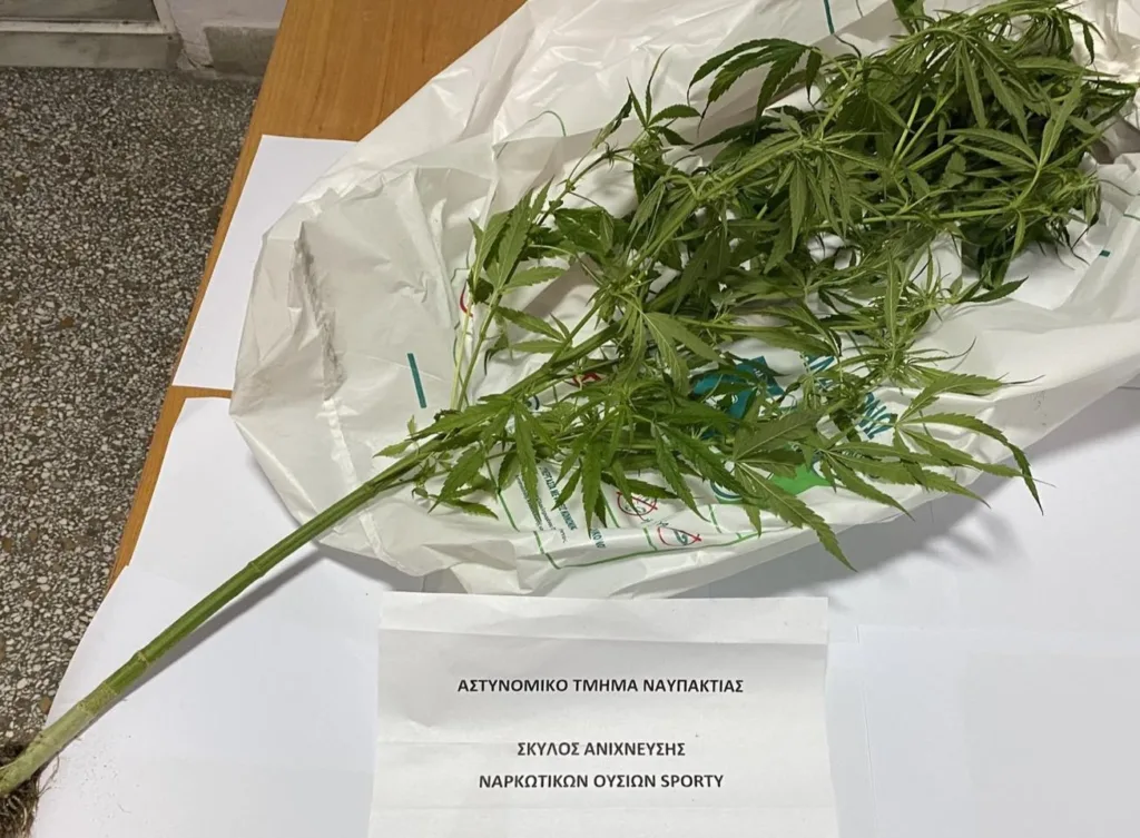 Ναύπακτος: Κάνναβη, αεροβόλο και 500 βολίδες σε σπίτι, σύλληψη για διακίνηση ναρκωτικών Ναύπακτος: Κάνναβη, αεροβόλο και 500 βολίδες σε σπίτι, σύλληψη για διακίνηση ναρκωτικών