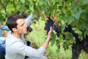 Αγροτική γη προς μίσθωση: Κρατικά χωράφια προς αξιοποίηση και στην Αχαΐα