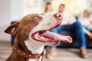 Pitbull: 10 πράγματα που γνωρίζουν καλά όσοι ζουν μαζί τους