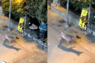 Χαλκιδική: Λύκος πλησίασε κάτοικο στη Νικήτη – Η στιγμή που ο άνδρας σηκώνεται και το ζώο τρέχει να φύγει (ΒΙΝΤΕΟ)