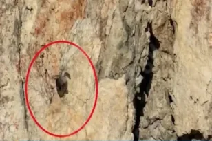 Φρίκη στην Πολύαιγο: Κρέμασαν νεκρή θαλάσσια χελώνα σε βράχο – «Έχουμε δει ακόμη και τσιμέντο στα πόδια τους»